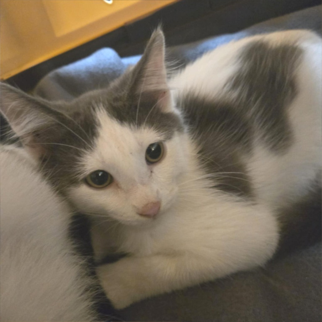 Marble, an adoptable Domestic Short Hair in Wichita, KS, 67208 | Photo Image 6