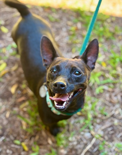 Precious, an adoptable Terrier, Mixed Breed in Honolulu, HI, 96826 | Photo Image 1