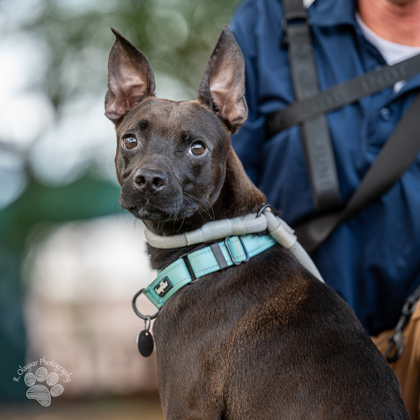 Precious, an adoptable Terrier, Mixed Breed in Honolulu, HI, 96826 | Photo Image 2