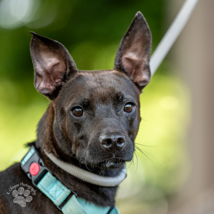 Precious, an adoptable Terrier, Mixed Breed in Honolulu, HI, 96826 | Photo Image 3