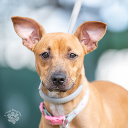 Brownie, an adoptable Terrier, Mixed Breed in Honolulu, HI, 96826 | Photo Image 1