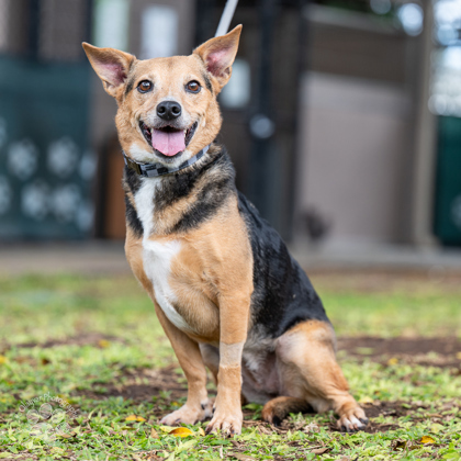 Fergalicious, an adoptable Terrier, Mixed Breed in Honolulu, HI, 96826 | Photo Image 1