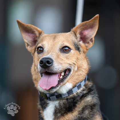Fergalicious, an adoptable Terrier, Mixed Breed in Honolulu, HI, 96826 | Photo Image 2