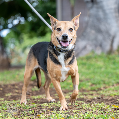 Fergalicious, an adoptable Terrier, Mixed Breed in Honolulu, HI, 96826 | Photo Image 3