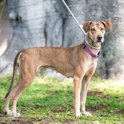 Hoku, an adoptable Hound, Mixed Breed in Honolulu, HI, 96826 | Photo Image 1