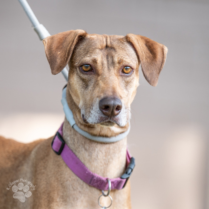 Hoku, an adoptable Hound, Mixed Breed in Honolulu, HI, 96826 | Photo Image 2