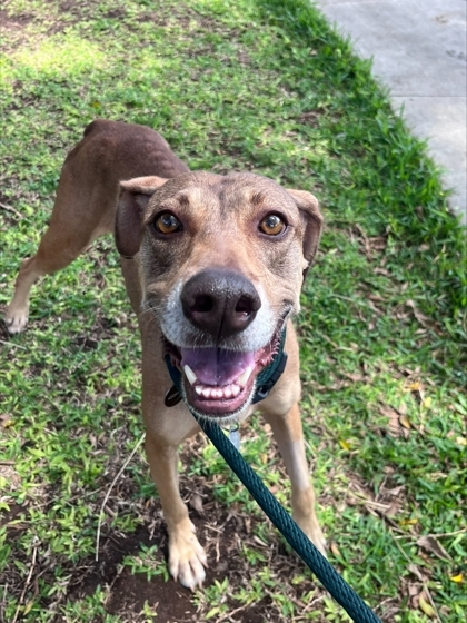 Hoku, an adoptable Hound, Mixed Breed in Honolulu, HI, 96826 | Photo Image 3