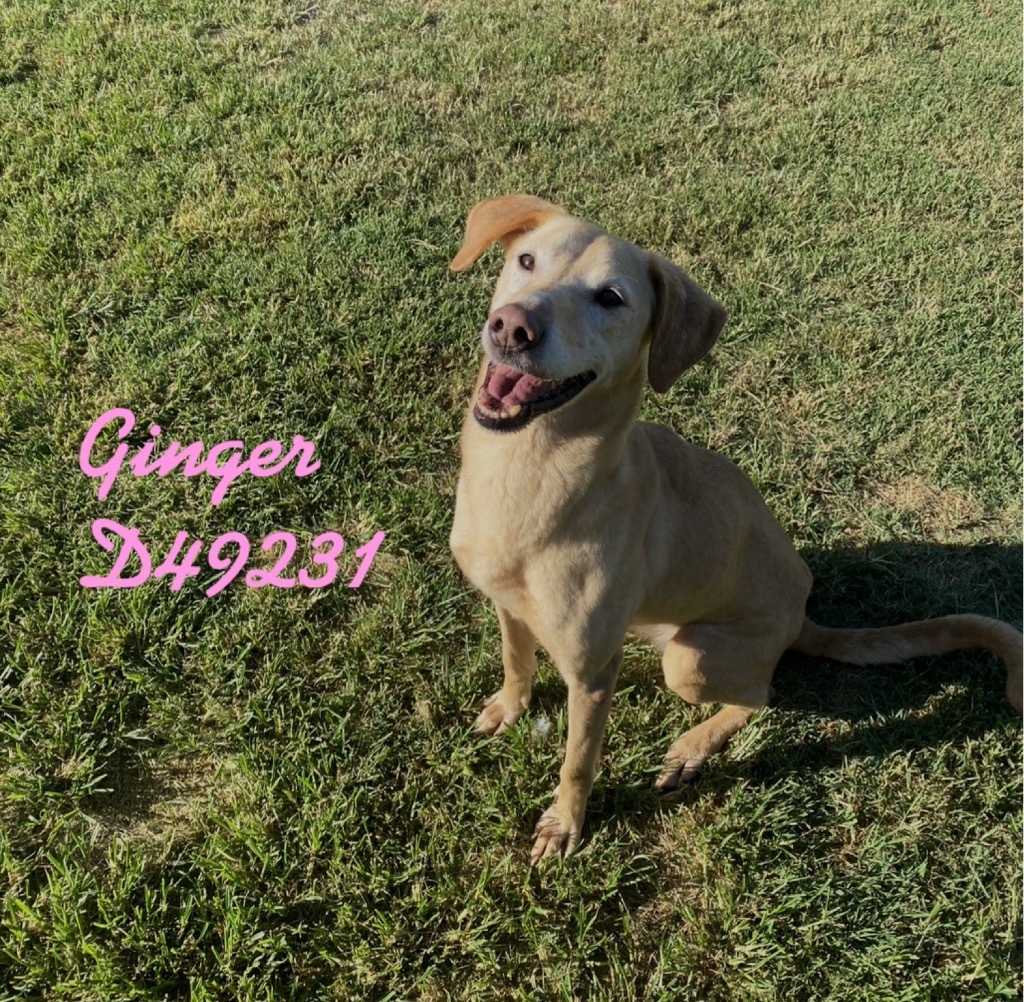 Ginger