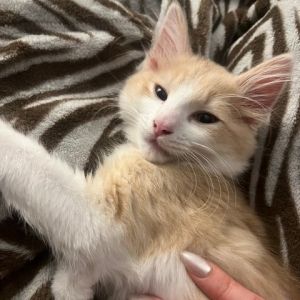 Aslan, Baby Male unknown