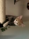 Aslan photo 4