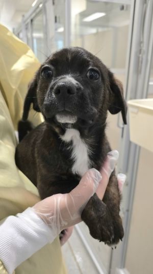 Pluto Terrier Dog