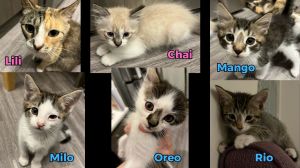 Rio Domestic Short Hair Cat