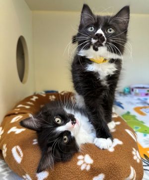 Darci Domestic Long Hair Cat
