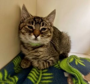 Dragonfly Domestic Short Hair Cat