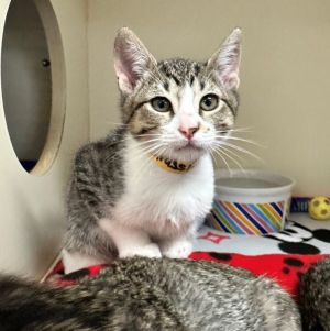 Grasshopper Domestic Short Hair Cat