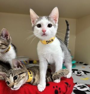 Primary Color Grey Tabby Secondary Color White Weight 3lbs Age 0yrs 0mths 11