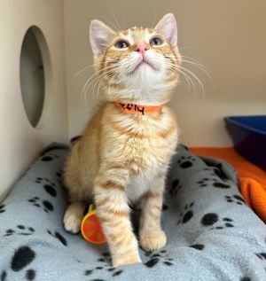 Primary Color Orange Tabby Weight 38lbs Age 0yrs 3mths 0wks