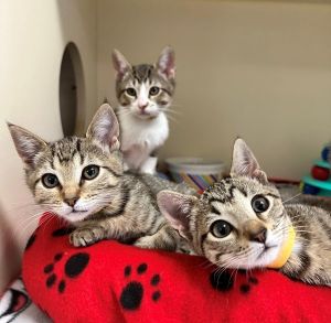 Primary Color Brown Tabby Weight 25lbs Age 0yrs 0mths 11wks