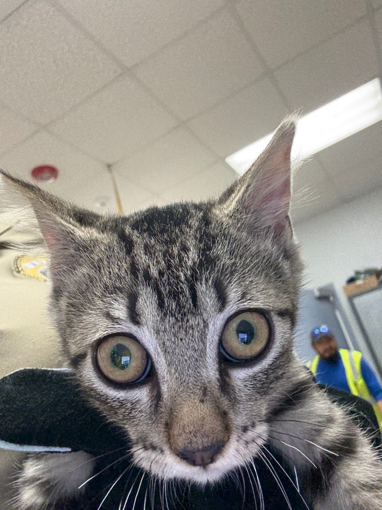 Jasmine