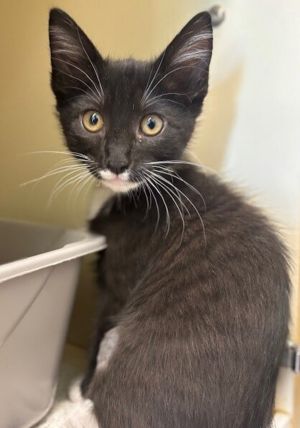 Hi the names Dolly-and ohhh boy am I cute Im a 3-month-old female kitten lo