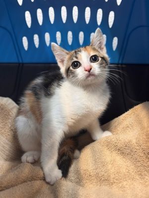 Primary Color Calico Weight 35lbs Age 0yrs 3mths 3wks Animal has been Spayed