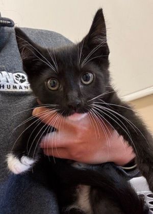 Primary Color Black Secondary Color White Weight 264lbs Age 0yrs 0mths 10wk