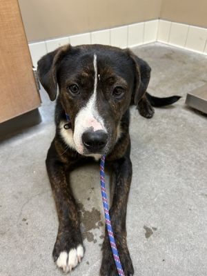 Primary Color Brown Brindle Secondary Color Black Weight 54lbs