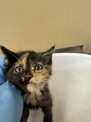 76484 Domestic Short Hair Cat