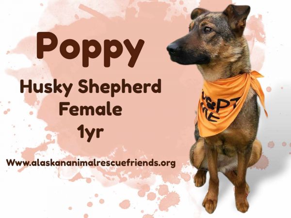 Poppy