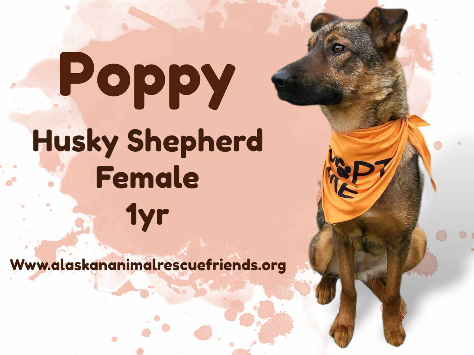 Poppy