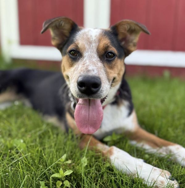 Lulu