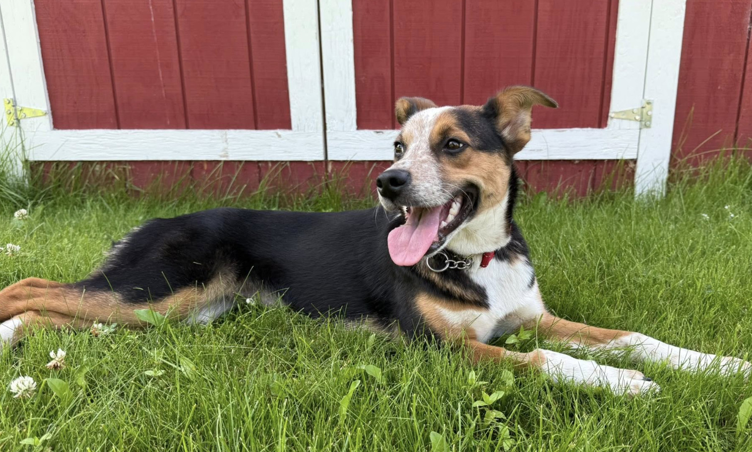 Lulu, an adoptable Australian Cattle Dog / Blue Heeler, Australian Shepherd in Anchorage, AK, 99503 | Photo Image 2