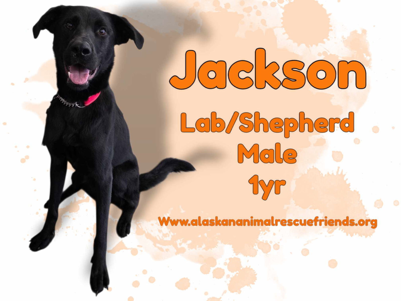 Jackson, an adoptable Labrador Retriever in Anchorage, AK, 99503 | Photo Image 1