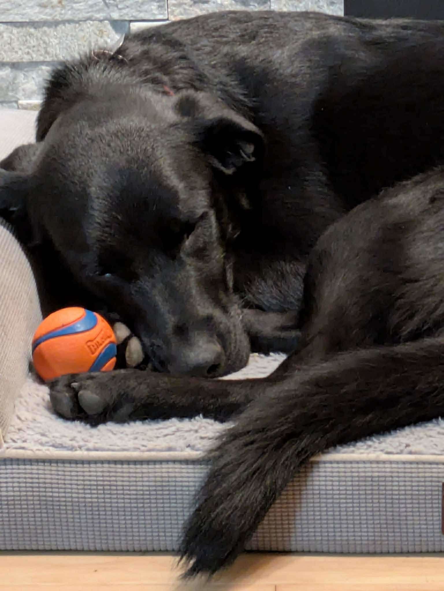 Jackson, an adoptable Labrador Retriever in Anchorage, AK, 99503 | Photo Image 2