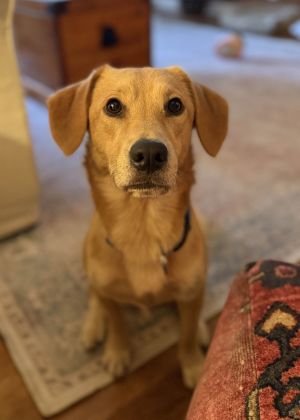 Sully, Adult Male unknown