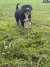 Kuzco photo 3