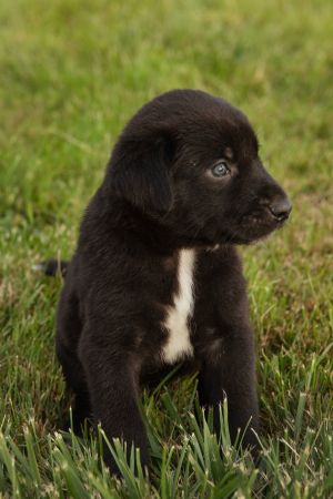 Simba, Baby Male unknown