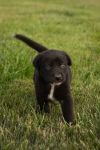 Simba photo 2
