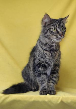 Ophelia *, Adult Female unknown