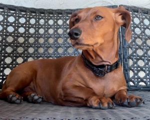 Max is a handsome 6 year old purebred red short hair Dachshund He needs a quiet home Gets overwhel