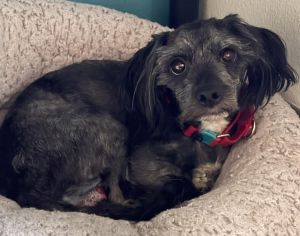 Mr Pepper was found as a stray and placed in the scarry shelter He was unreco