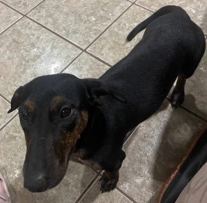 Daisy is a beautiful one year old black tan and white piebald short hair purebred Dachshund Foster