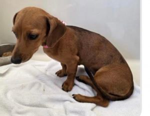 Puppy Evelyn is a gorgeous red short hair Dachshund mix She really looks like a
