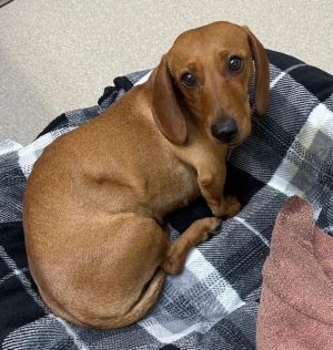 Hope came into our rescue after being hit by a car She had a fractured right re