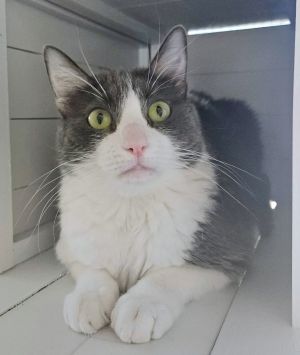 Daisy Lou is a beautiful 2-year-old gray and white cat looking for her furever 