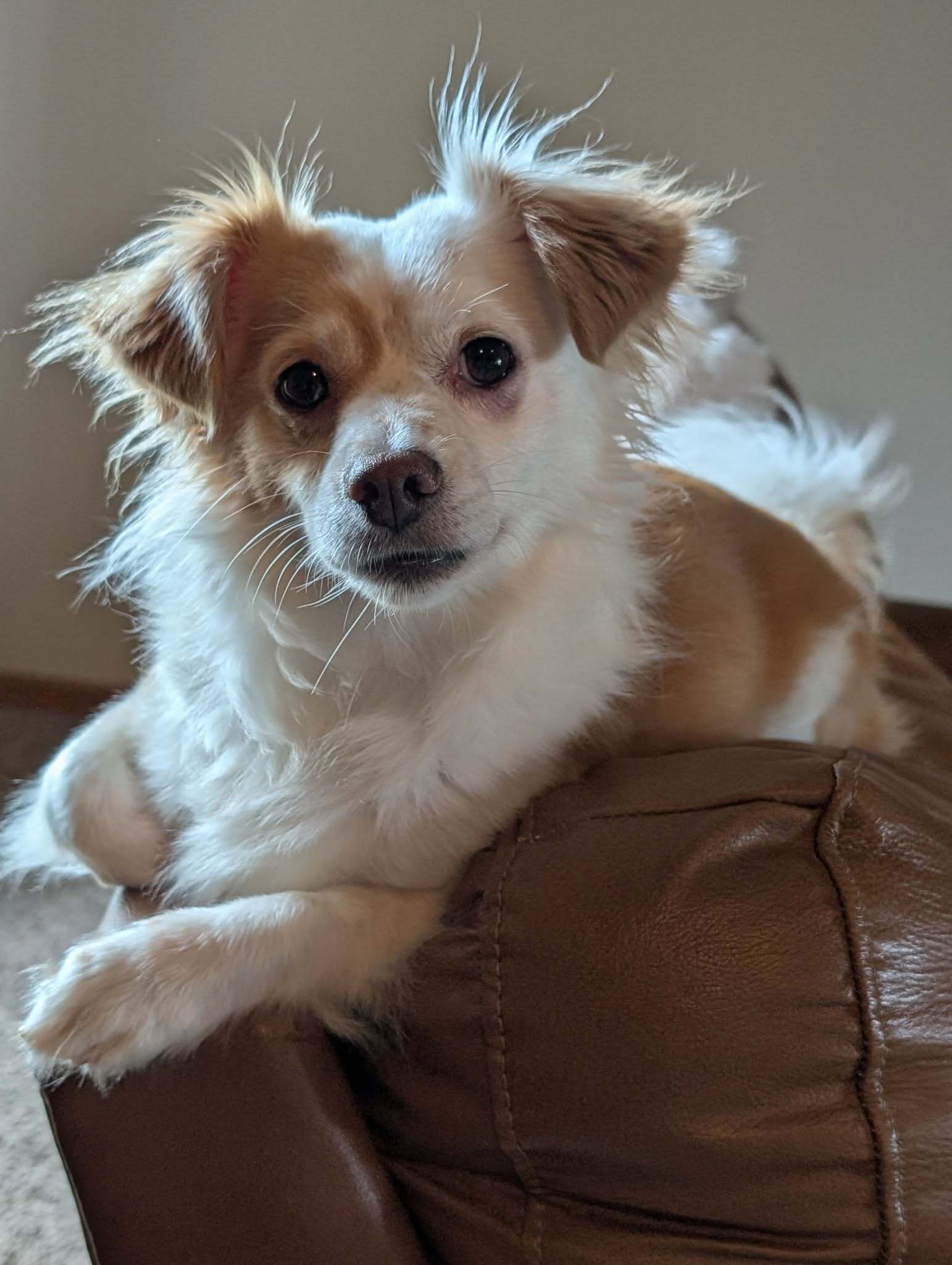 Rocky Road, an adoptable Papillon in Bloomington, IL, 61701 | Photo Image 1