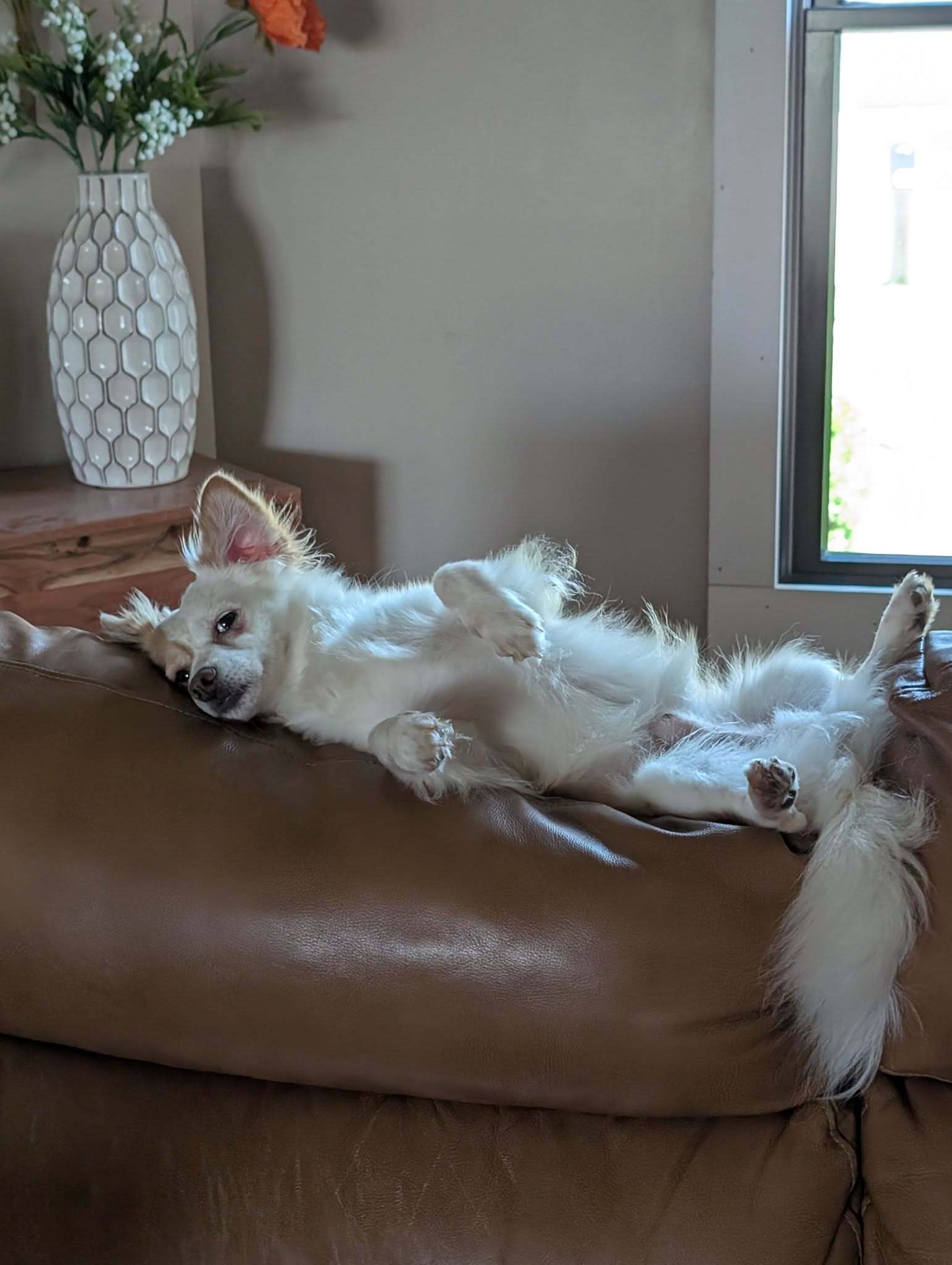 Rocky Road, an adoptable Papillon in Bloomington, IL, 61701 | Photo Image 2