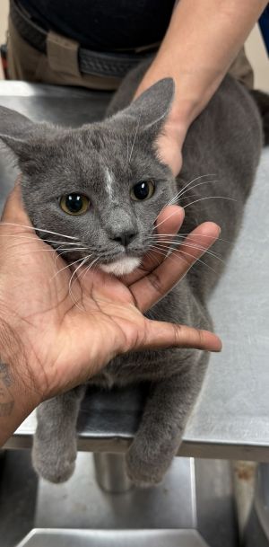 Primary Color Grey Weight 925lbs Age 2yrs 0mths 1wks Animal has been Neutered