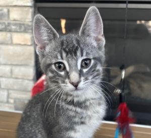 Rocky, Baby Male unknown