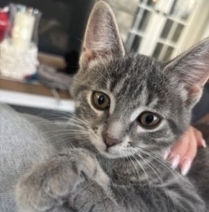 Ivy, Baby Female unknown